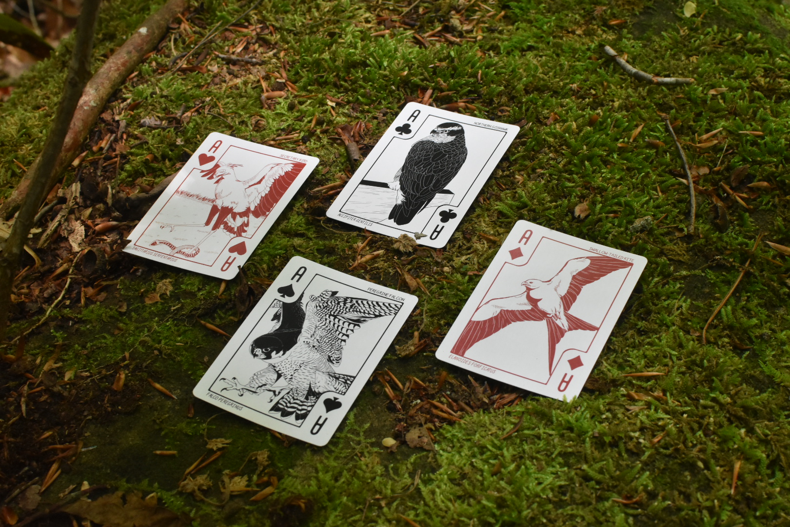 Birds of Play Aces