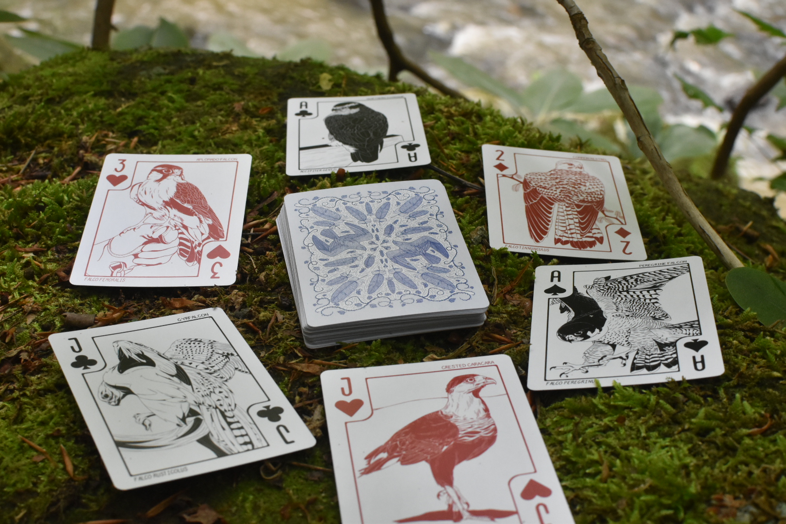 Birds of Play Card Grid on Moss